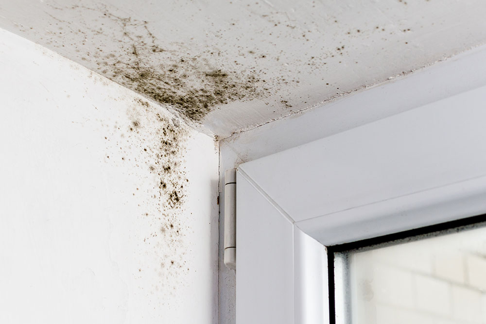 How to get rid of mould and damp